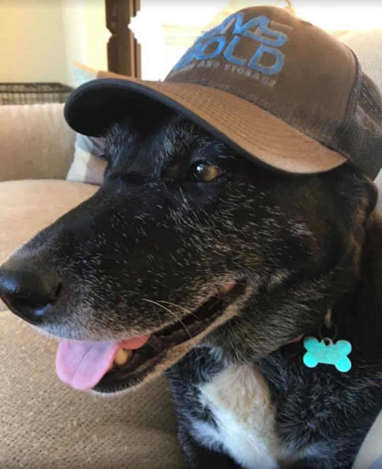 Bold Moving and Storage image 1