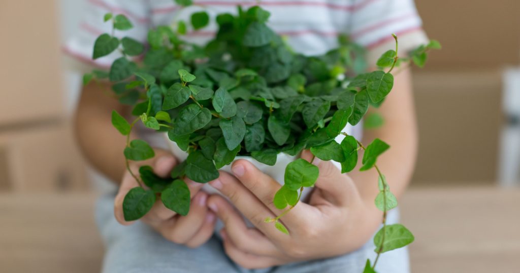 DeVries Moving and Storage Solutions logo