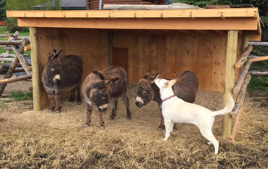 Duffel Donkey LLC logo