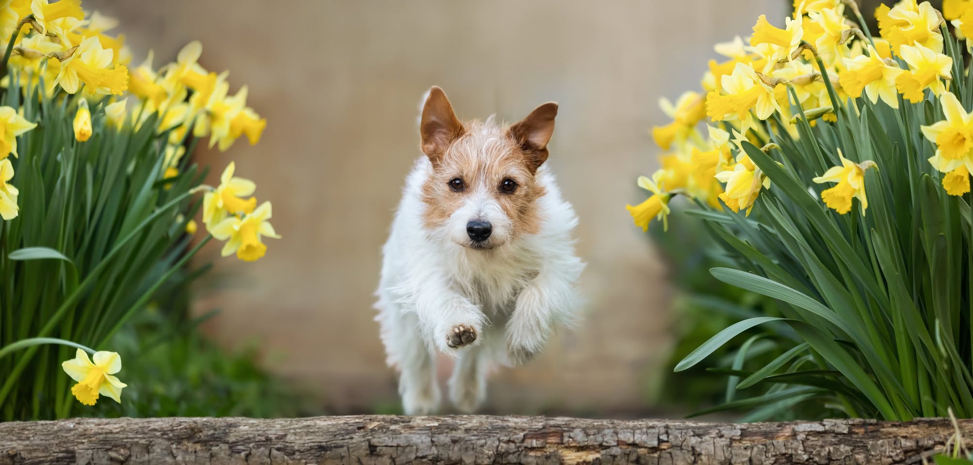 Pets on the Move logo