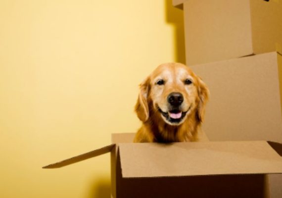 Starfleet Moving image 1